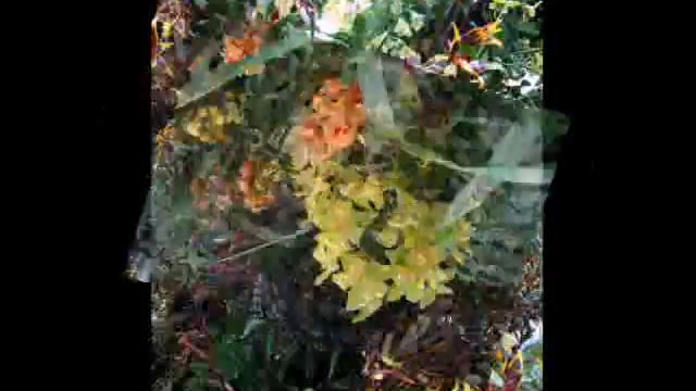 Нью-Йоркский ботанический сад. смотреть онлайн