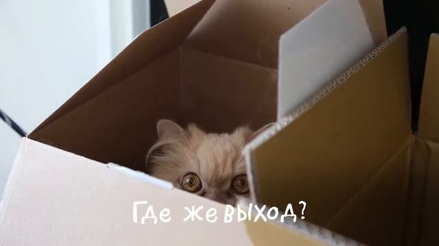 Любопытный нос имеет вопрос смотреть онлайн