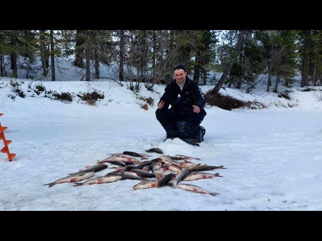 ДВА ДНЯ НА ТАЁЖНОЙ РЕКЕ.ШИКАРНОЕ ЗАКРЫТИЕ ЗИМНЕГО СЕЗОНА РЫБАЛКИ.ВЕСЕННИЙ ЯЗЬ. смотреть онлайн
