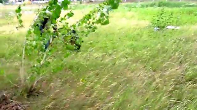 IPO - обучение работе по следу. Как научить собаку работать по следу? смотреть онлайн