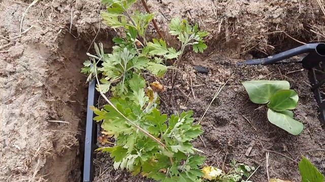 Посадила цветы в ящики. Временно. 17.09.2022 смотреть онлайн