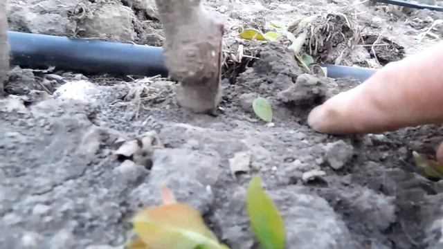 Слаборослые саженцы на сильных корнях. Что может Интеркалярна вставка? смотреть онлайн