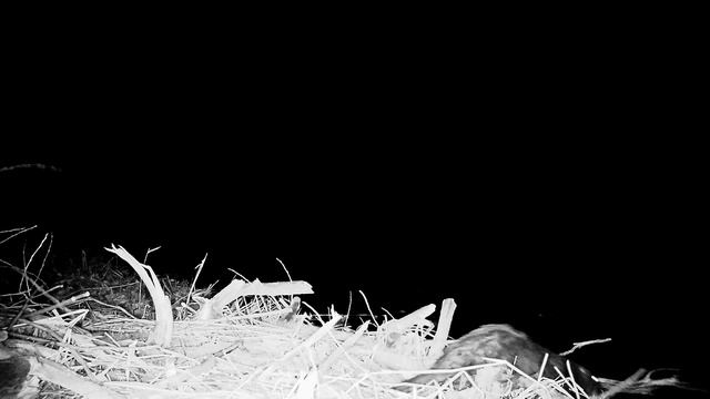 Ночные жители болота на BolyGuard MG984G-30M смотреть онлайн