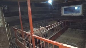 Секрет хорошего аппетита у поросят