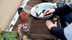 КАК ВЫРАСТИТЬ АСТРУ ГЛАВНЫЙ Секрет ГРУНТА Пикировка астра из семян.mp4