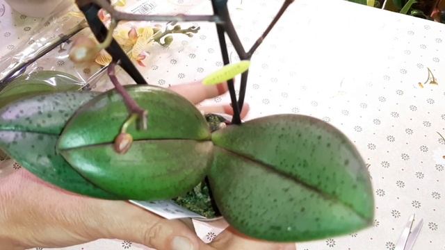 Обзор Phal. Jena, бабочка | Новые Сортовые Орхидеи | Phal. Dusty Belle | Phal. Multi Yellow смотреть онлайн