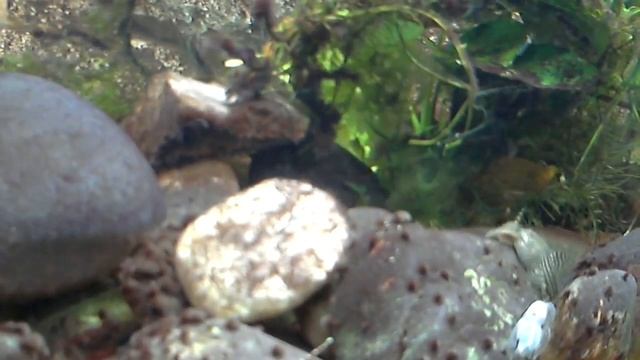 Sewellia lineolata смотреть онлайн