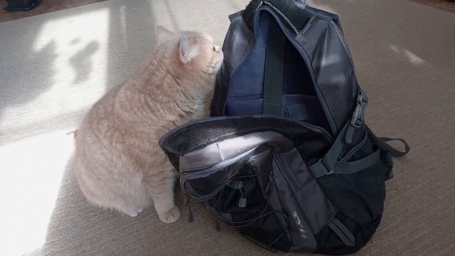 Кот Сёма! Я нашёл, чем заняться! Cat Syoma! I found something to do! #котики #кот #cats смотреть онлайн