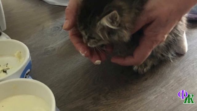 Больной котенок жалобно щурил глаза из окошка подвала... смотреть онлайн