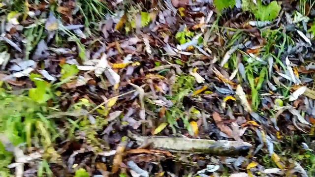 Рыбалка на налима. Проверка закидушек 16.10.23г.Река Чумыш. Алтайский край. г Заринск. смотреть онлайн