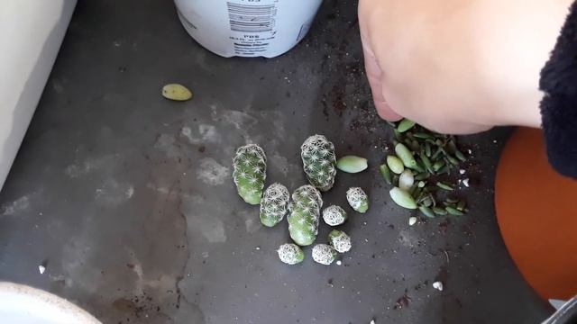 New Cacti & Succulents- How I Mix My Soil- Transplanting Tips- Acclimating