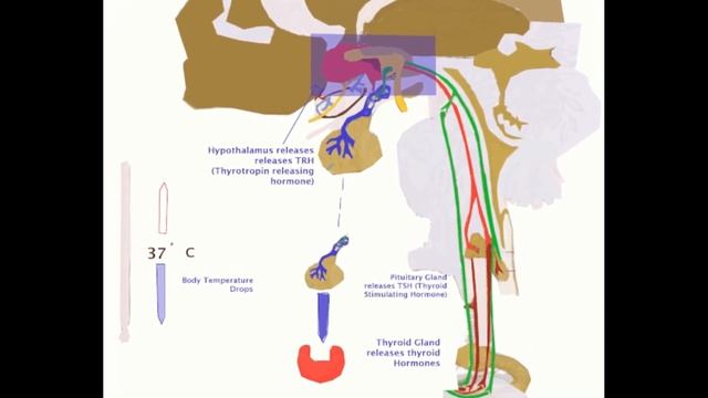 HYPERTHYROIDISM DIET