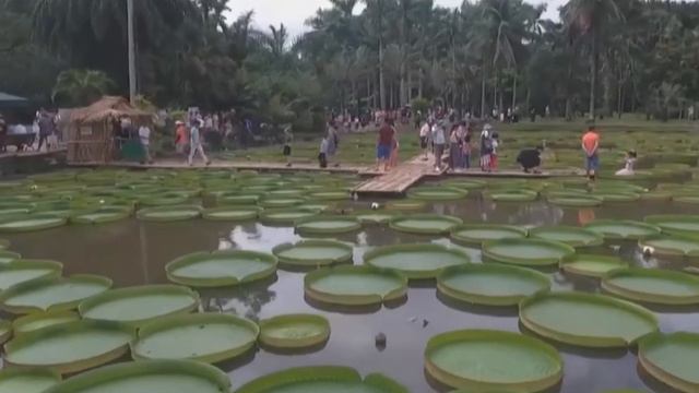 Amazing Giant Water Lily - Full Documentary смотреть онлайн