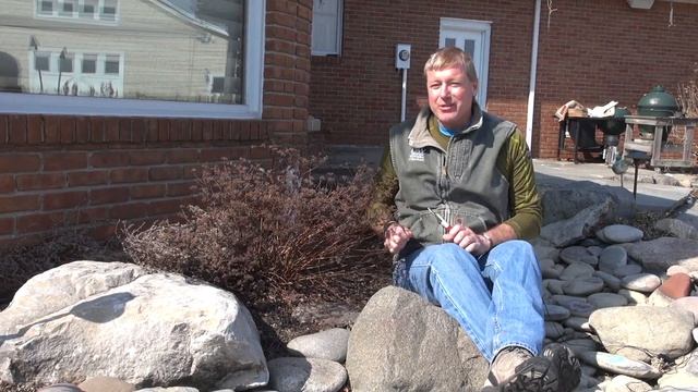 Pruning Spiraea In Early Spring
