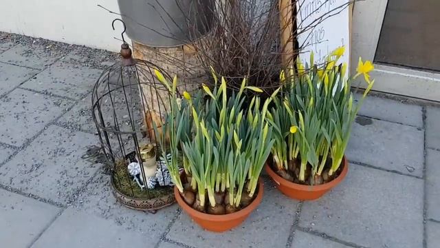 Цветы..Весна..Красота??? смотреть онлайн