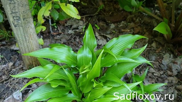 Хоста Тонги Твистер в моем саду смотреть онлайн