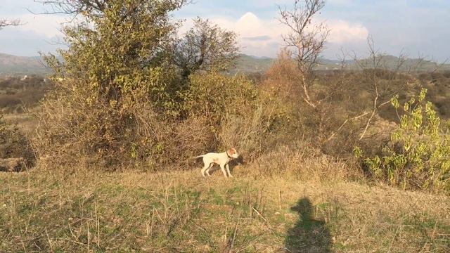 My six months pointer Ray learning how to hunt смотреть онлайн