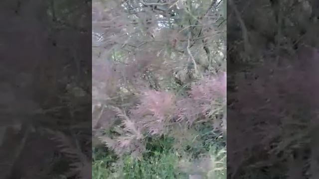 Туя цветет парк Актобе смотреть онлайн