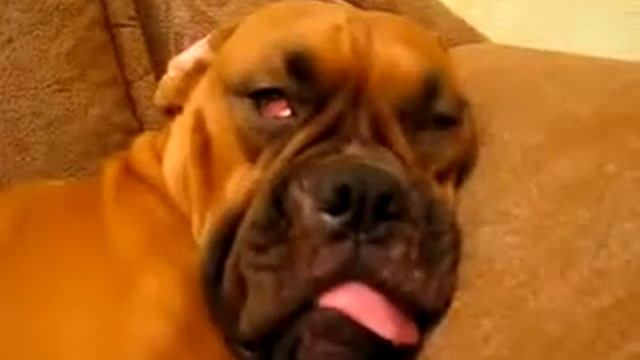 Собачка во сне смешно отгоняет духов! очень прикольно! смотреть онлайн