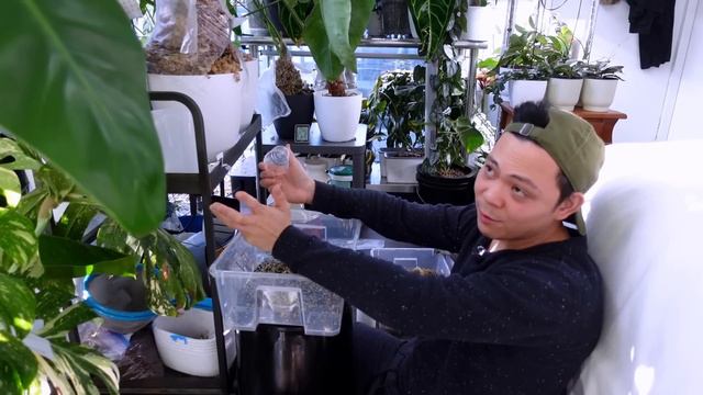 Plant Q&A 💚 also i repot some philodendron strawberry shakes but I got so distracted so not really смотреть онлайн