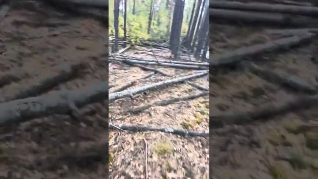#ВАЛЕЖНИК чи #СУХОСТОЙ? Чи можна брати для власних потреб??? смотреть онлайн