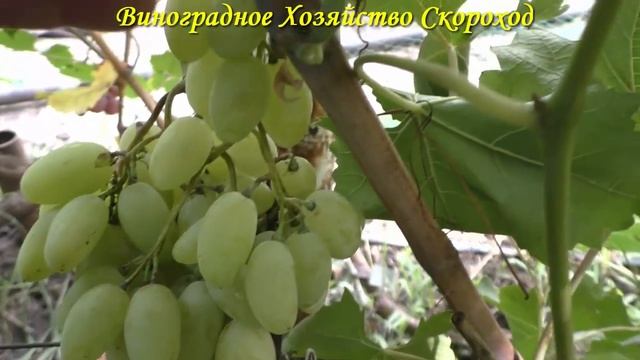 Виноград 2022. Белая акация - сигналка смотреть онлайн