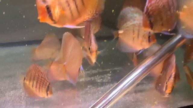 Время кормления молодежи смотреть онлайн