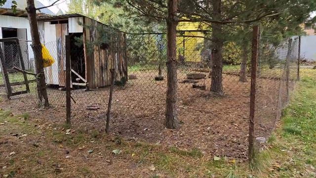 Последствия неожиданного+незванного гостя в курятнике, полное истребление цыплят и потеря части кур смотреть онлайн