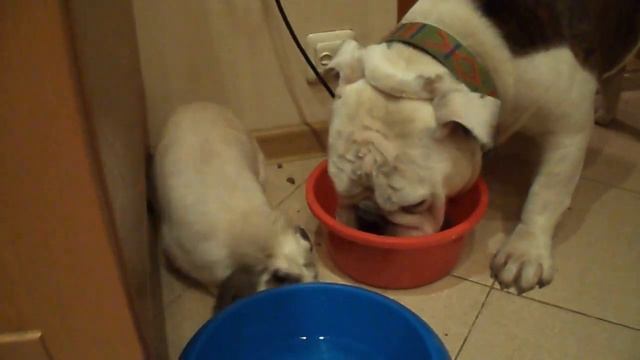 Бульдог и кролик смотреть онлайн