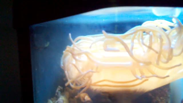 Our ginormus anemone, I fear it will come eat us!! смотреть онлайн