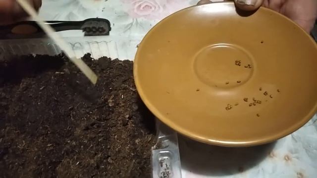 Посев виолы   #огород  #посевцветов  #виола