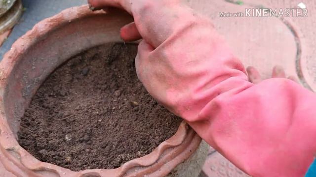 Growing Gerbera - part 1 - soil mix смотреть онлайн
