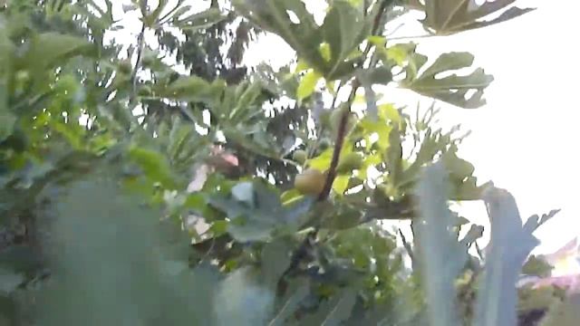 Так растет инжир смотреть онлайн