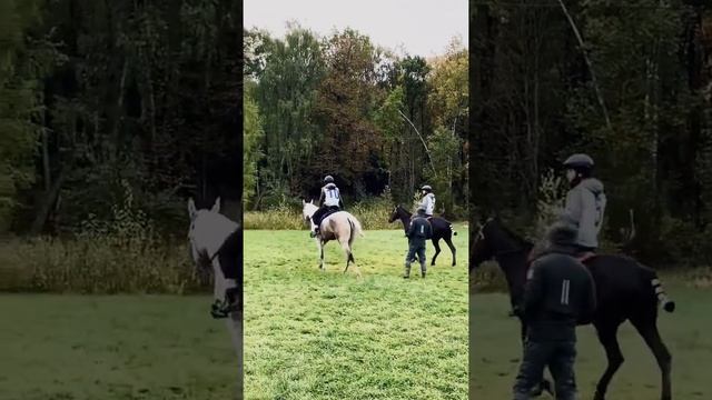 Кабардинские жеребцы Зарьяд (50) и Хард (5) | Кабардинская лошадь смотреть онлайн