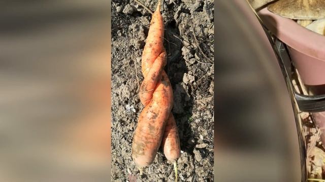 Что нам осень принесла смотреть онлайн