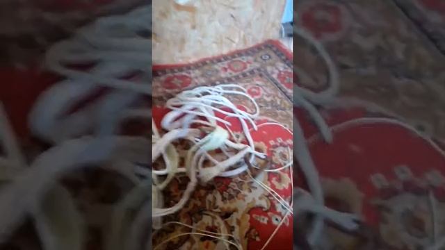 Конская узда и т.д. смотреть онлайн