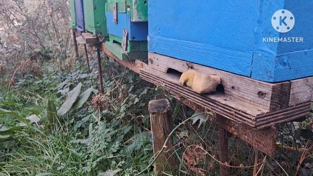 кто съел улей. Тропилаелапс, новый клещ, он есть или его нет. смотреть онлайн