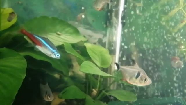 Как менять воду рыбам. Кратко смотреть онлайн