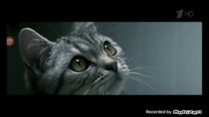 whiskas реклама 2019
