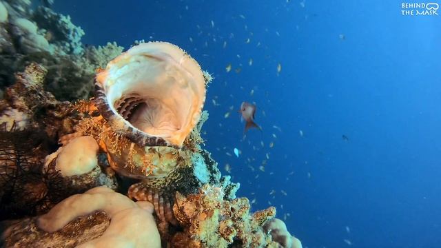 Scorpionfish (Scorpaenopsis oxycephala) смотреть онлайн