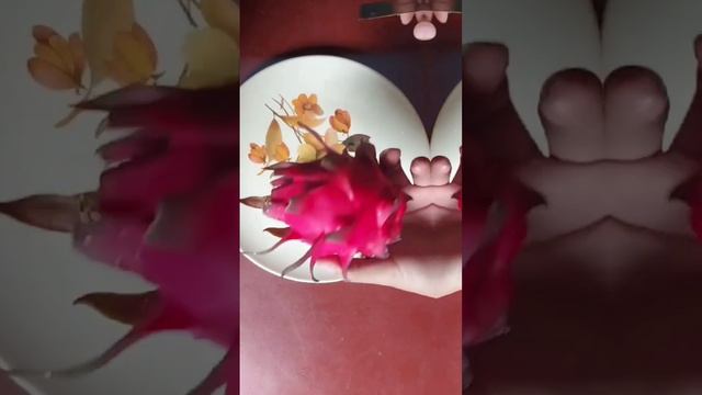 First time dragon fruit on my roof ...😍 смотреть онлайн