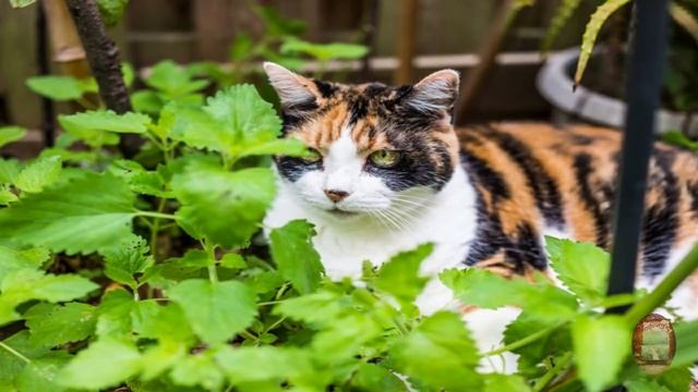 Fascinating Facts about Cats | মার্জার বৃত্তান্ত | by ACHINPUR смотреть онлайн