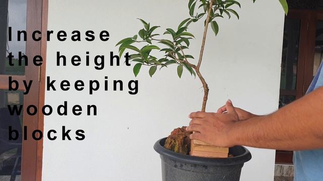 How to grow Aerial Roots (Golden Ficus Bonsai) by Bonsai Diary-Growing Technique смотреть онлайн