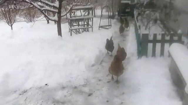 Настоящая зима .Так много снега насыпало за ночь смотреть онлайн