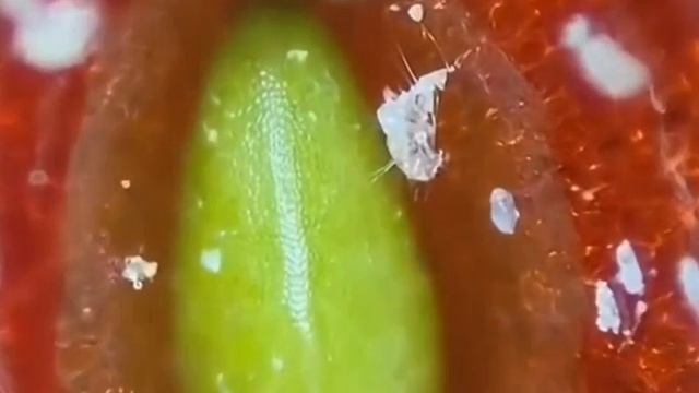 Сезон ягод в самом разгаре! смотреть онлайн