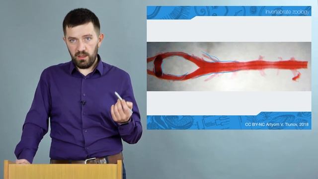 Зоология беспозвоночных. Кольчатые черви (Часть 2 — Малощетинковые черви) смотреть онлайн