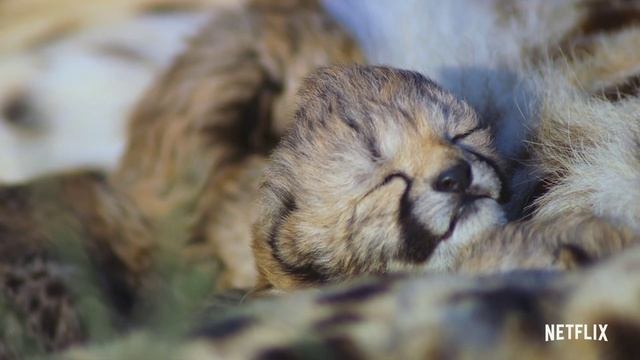 Удивительные животные - трейлеры.mp4 смотреть онлайн