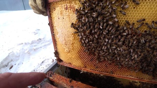 КАК ПЕРЕЗИМОВАЛИ ПЧЁЛЫ НА ВОЛЕ В УЛЬЯХ БИНЕНХАУС В РУТЕ И ШЕСТИРАМОЧНИКЕ смотреть онлайн