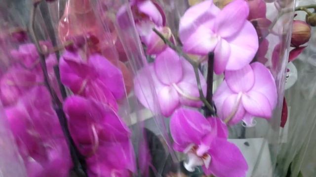 Орхидеи в Леруа! купила Биг лип за 108 руб! смотреть онлайн