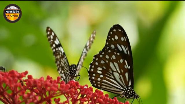 MUTAFFİFİN SURESİ SİCCİN İLLİYUN смотреть онлайн